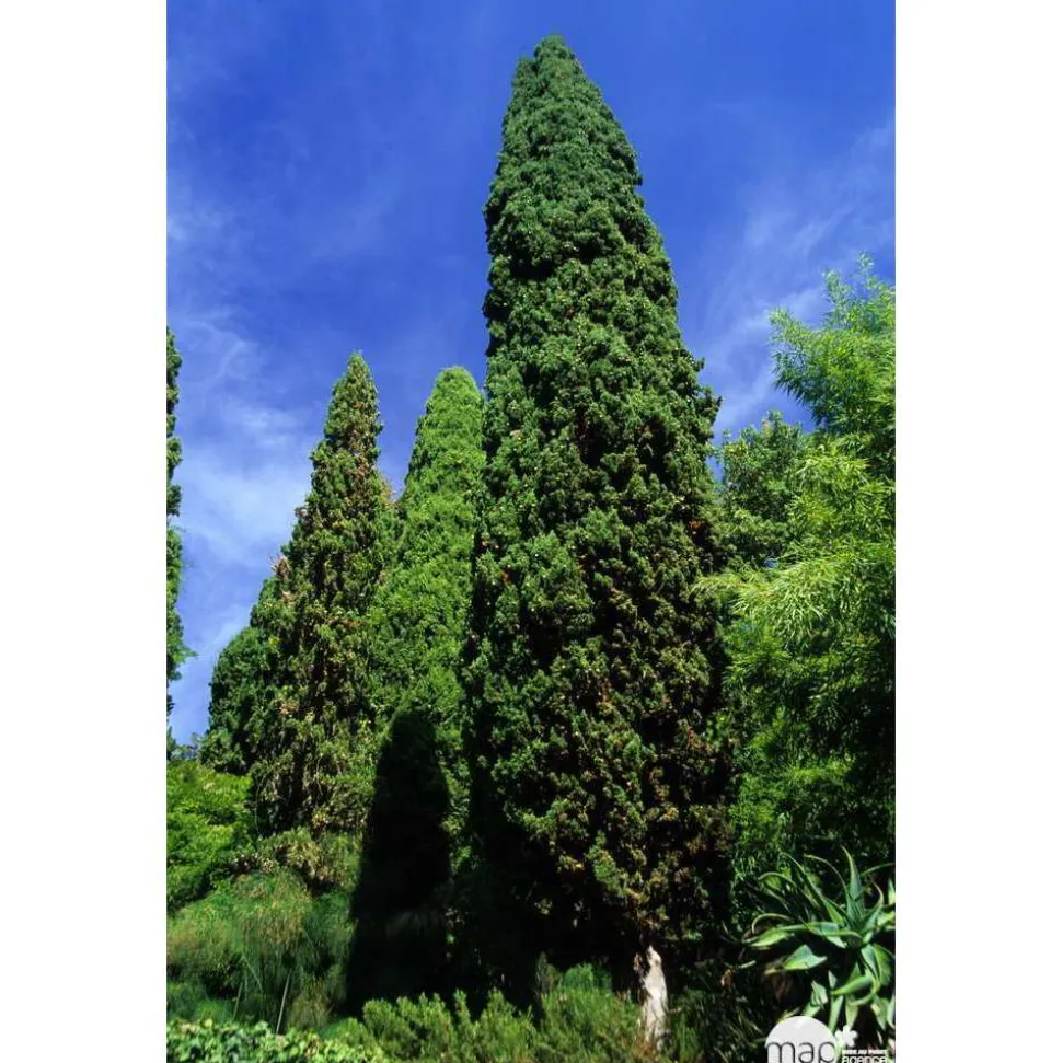 Cupressus sempervirens : hauteur 140/150 cm conteneur 5 Litres