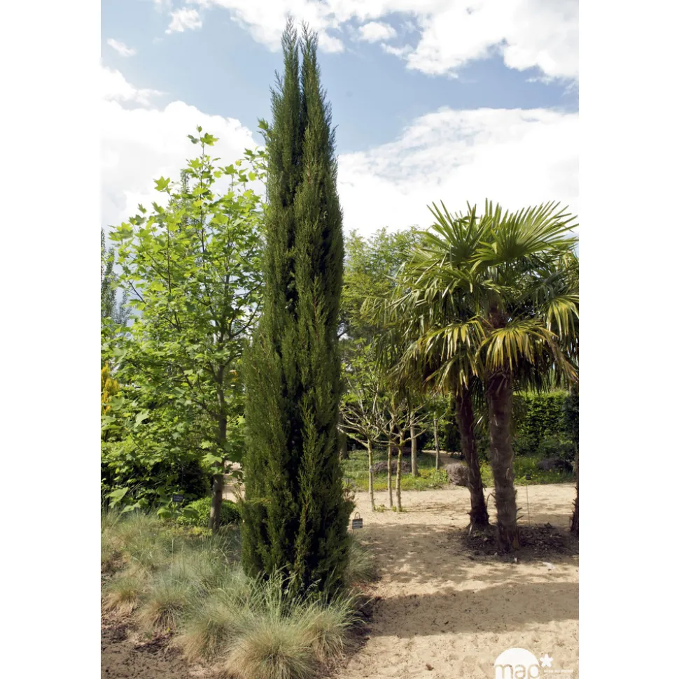 Cupressus Sempervirens Stricta : H. 200/250cm