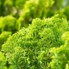 Cyprès du Japon - Chamaecyparis obtusa- 25/30 : pot 3L