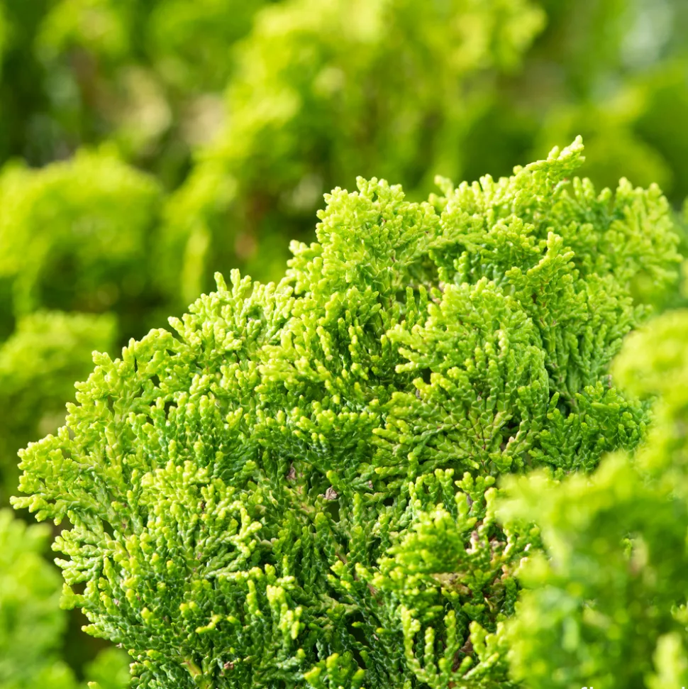 Cyprès du Japon - Chamaecyparis obtusa- 25/30 : pot 3L
