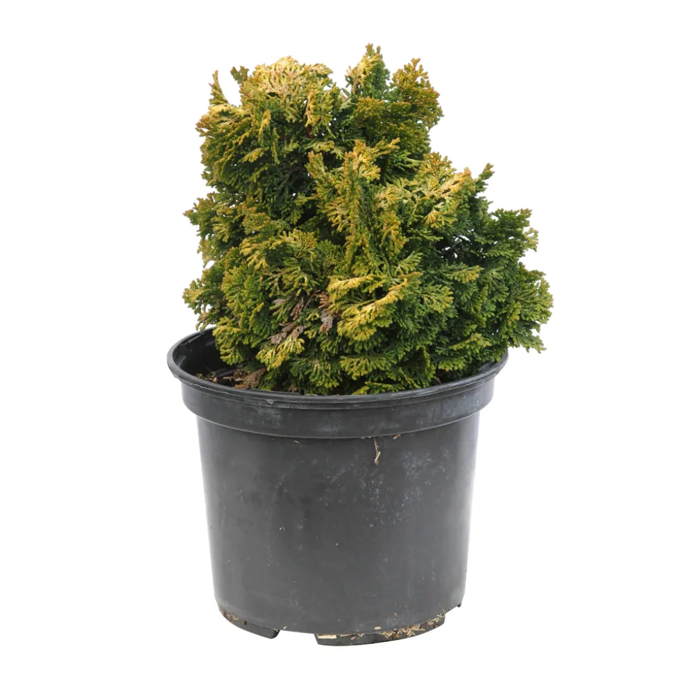 Cyprès du Japon - Chamaecyparis obtusa- 25/30 : pot 3L