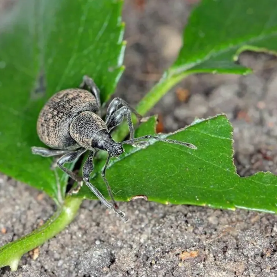 DÉCAMP' - Nématodes hb anti otiorhynques 5m - 10m²