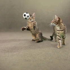 DÉCOWEB - Moquette d'extérieur sur plots - terrasse et balcon - beige sable - rouleau de 2m x 17m