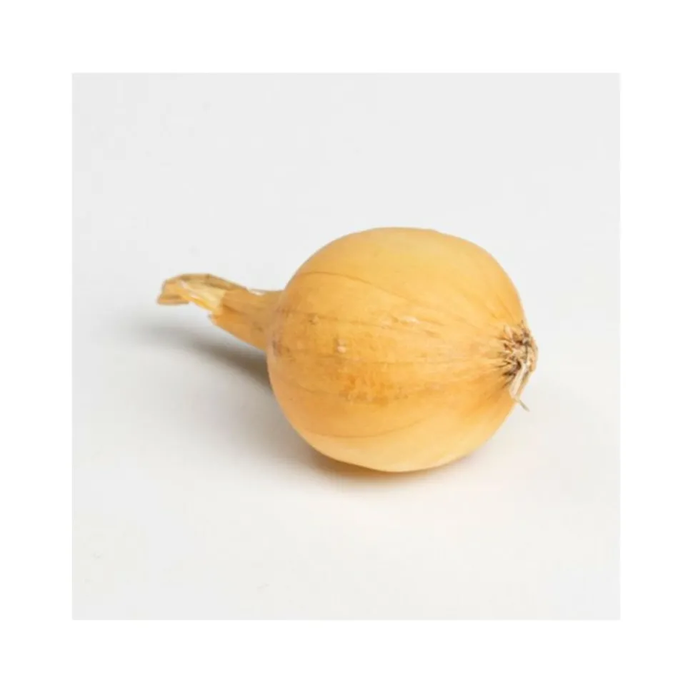 DEBAERE - Jaune paille des vertus bulbes d'oignons a repiquer 500gr