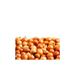 DEBAERE - Jaune paille des vertus bulbes d'oignons a repiquer 500gr