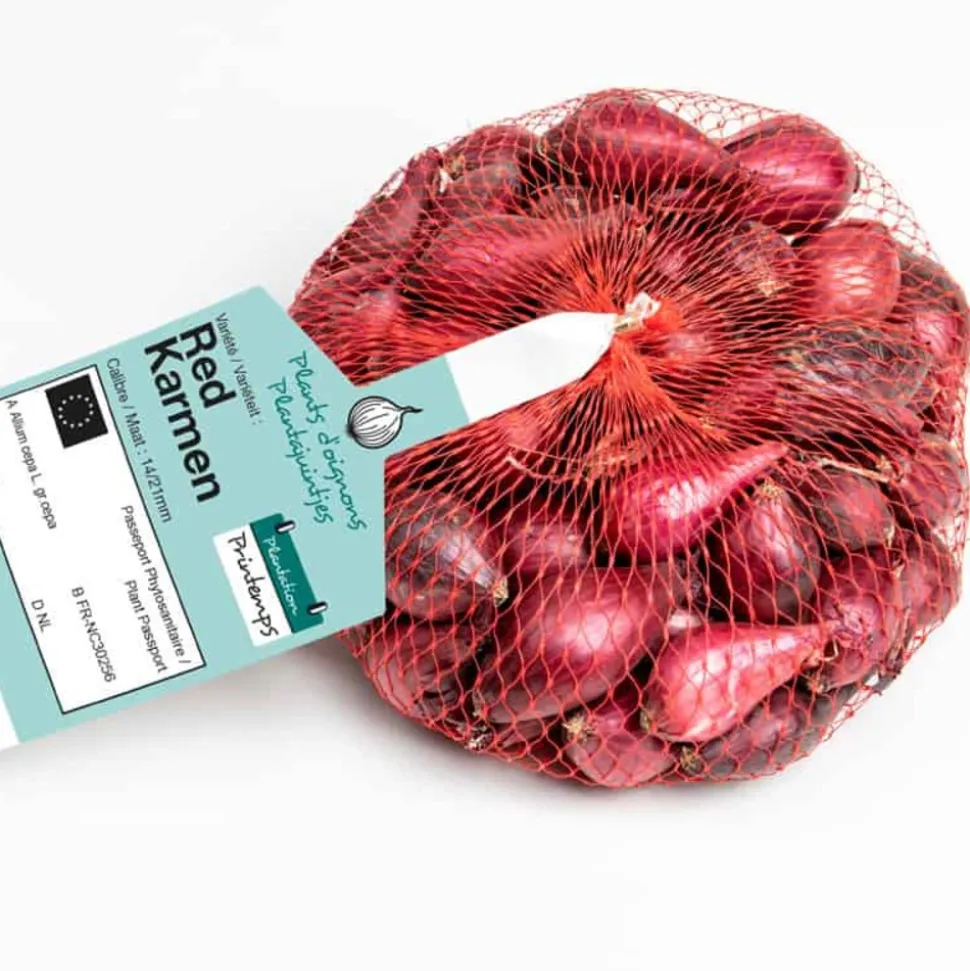 DEBAERE - Red karmen (rouge) bulbes d'oignons a repiquer 500gr