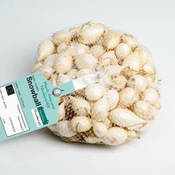 DEBAERE - Snowball (blanc) bulbes d'oignons a repiquer 500gr