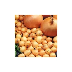 DEBAERE - Stuttgarter riesen bulbes oignons a repiquer 500gr