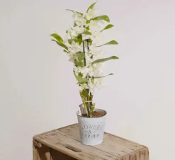 Dendrobium