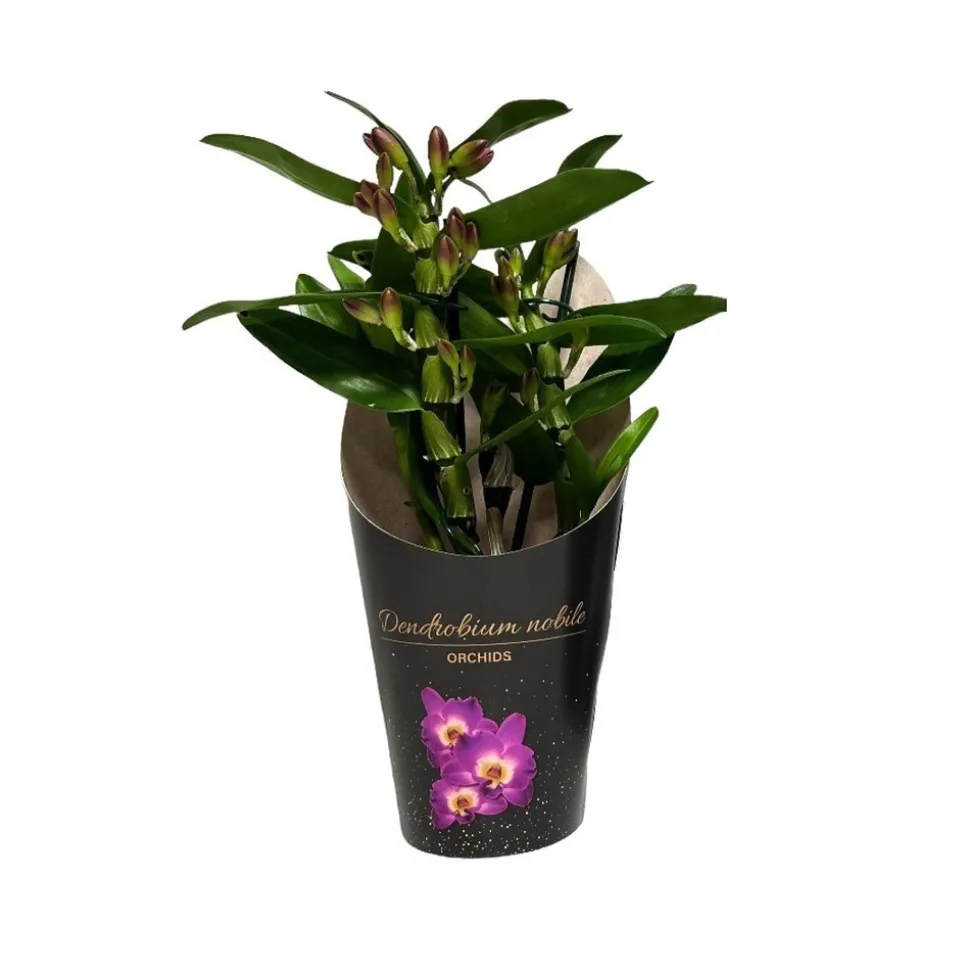 Dendrobium 'Bouquet Purple Rain' - Pot D 12cm - H 35cm