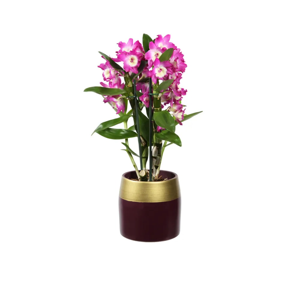 Dendrobium nobile - 2 tiges - Pot céramique D 12cm - H 50 cm