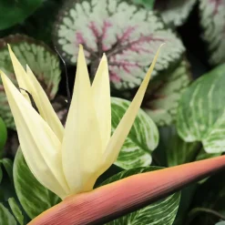 DESIGN PLANTS - Bouquet d'art artisanal magnolia budapest - rose/jaune - avec un vase