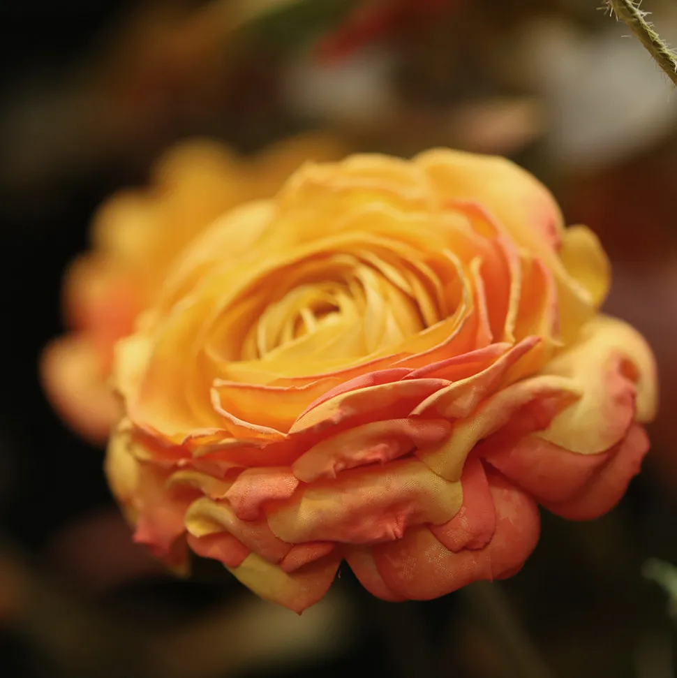 DESIGN PLANTS - Bouquet d'art artisanal savannah amsterdam - orange