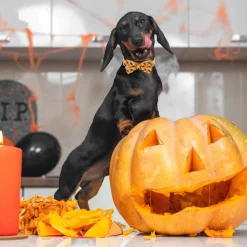 DOWNYPAWS - Collier pour chien d'halloween avec motifs de citrouille, fantôme et chauve - souris taille s : 1,5*40cm jaune