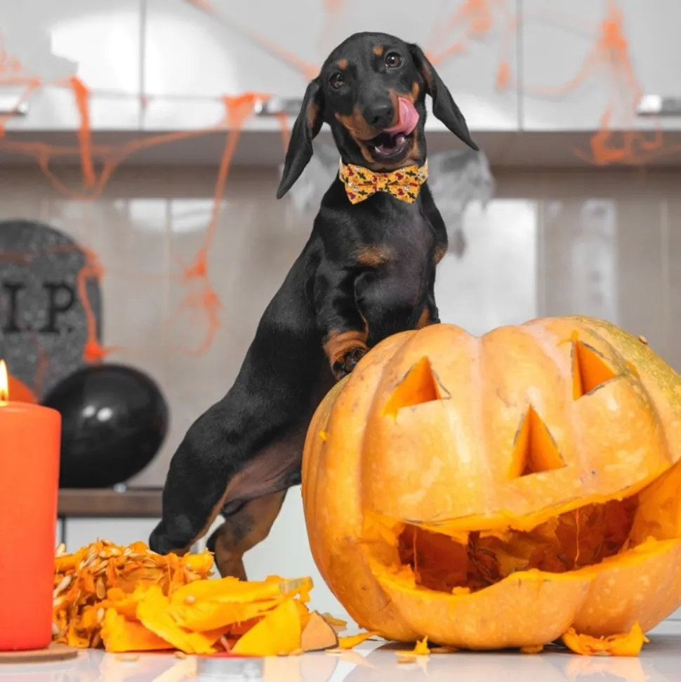 DOWNYPAWS - Collier pour chien d'halloween avec motifs de citrouille, fantôme et chauve - souris taille l : 2,5*60cm jaune