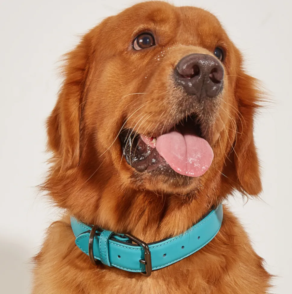 DOWNYPAWS - Collier réglable en cuir marron imperméable pour chiens de petite et moyenne taille