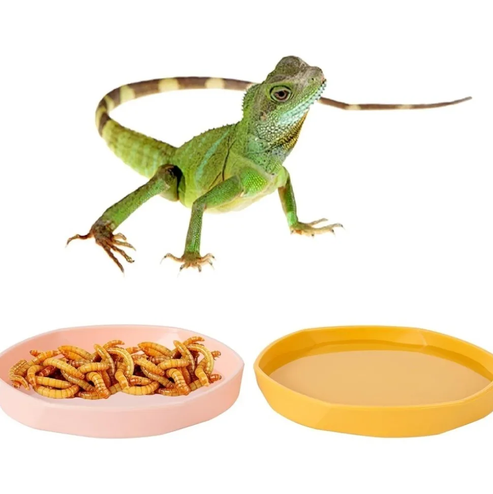 DOWNYPAWS - Gamelles à eau - lot de 4, motif dragon barbu, peu profond et plat, plastique