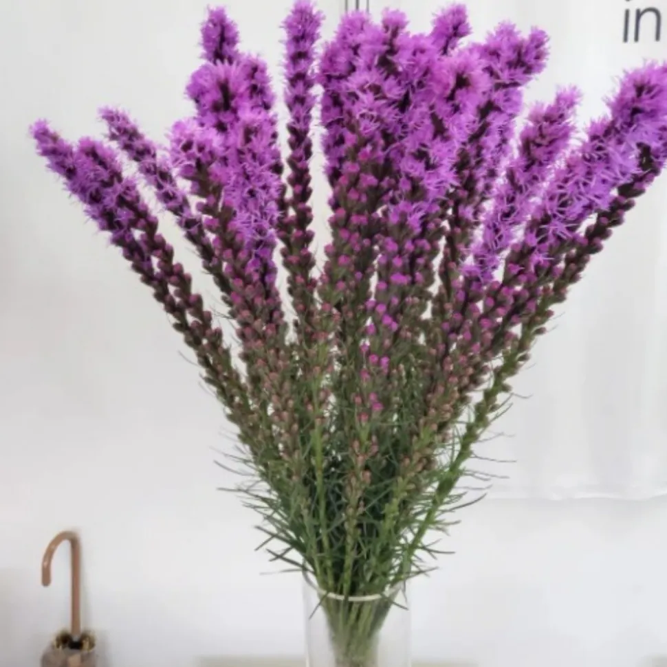 DOWNYPAWS - Graines de fleurs liatris spicata rose environ 257 grains * 5 sachets