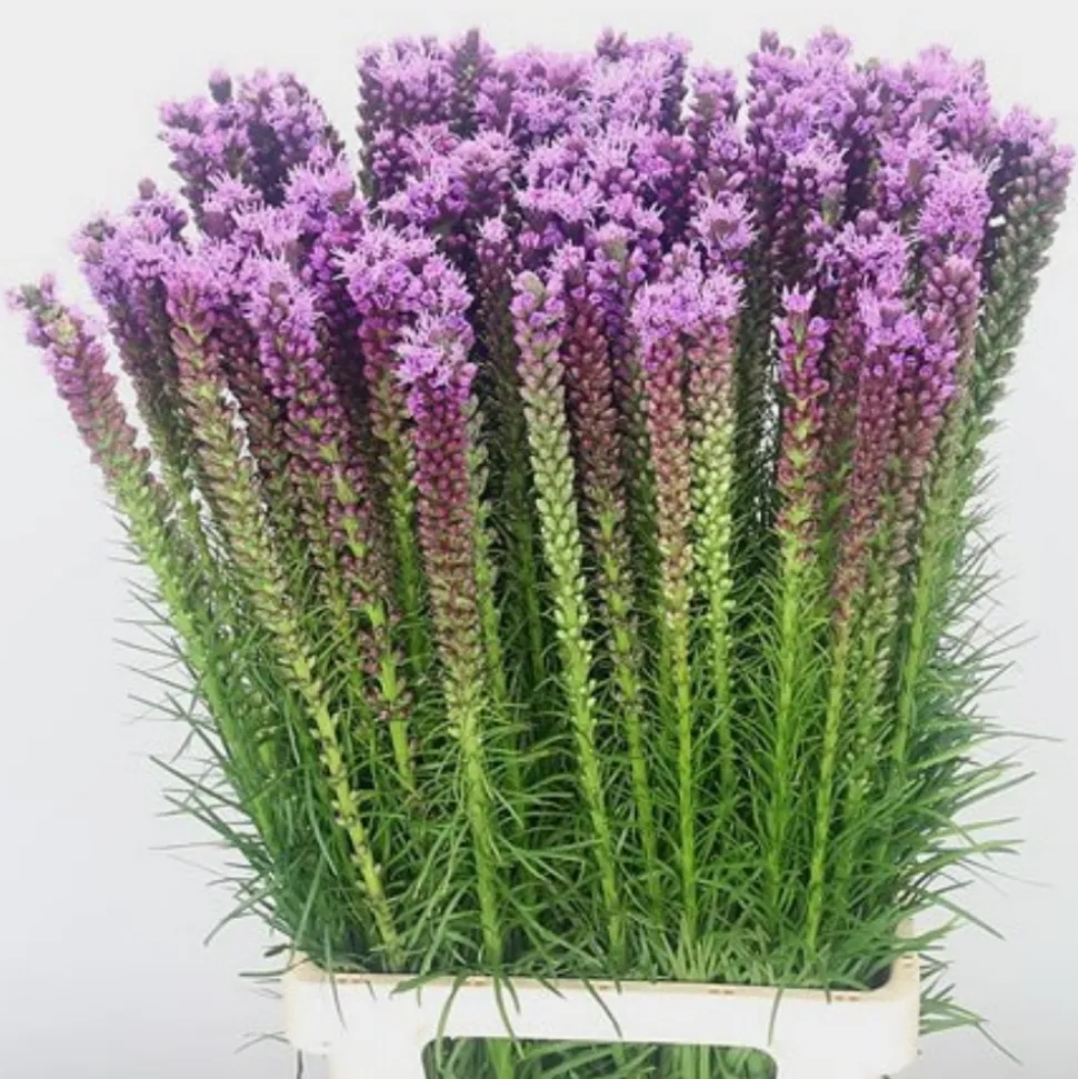 DOWNYPAWS - Graines de fleurs liatris spicata rose environ 257 grains * 5 sachets
