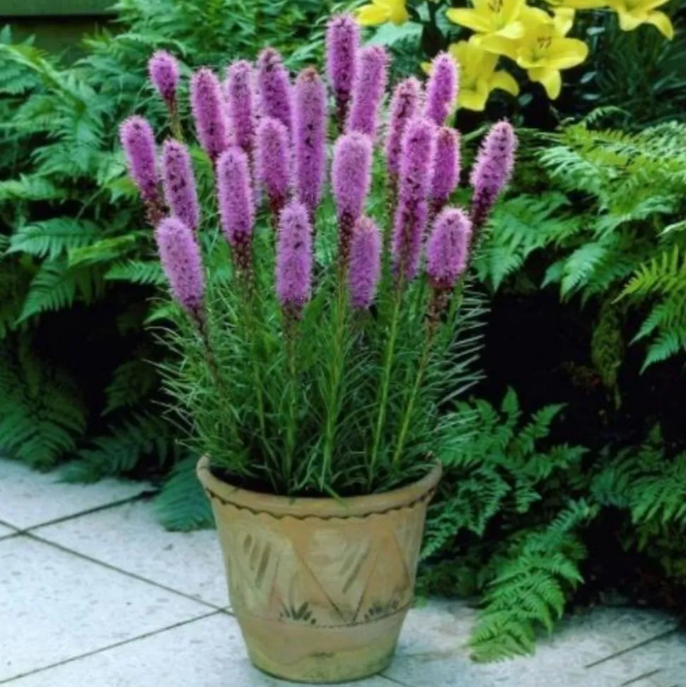 DOWNYPAWS - Graines de fleurs liatris spicata rose environ 257 grains * 5 sachets