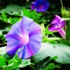 DOWNYPAWS - Graines de fleurs giroflée multicolores, environ 40 graines par paquet, 5 paquets
