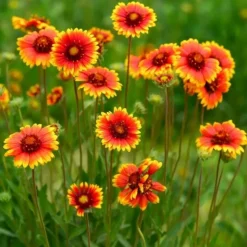 DOWNYPAWS - Graines de fleurs, graines d'gaillardia aristata à deux couleurs environ 220 graines par paquet, 5 paquets