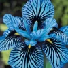 DOWNYPAWS - Graines de fleurs orchidée à rayures bleu 100 grains * 5 sachets