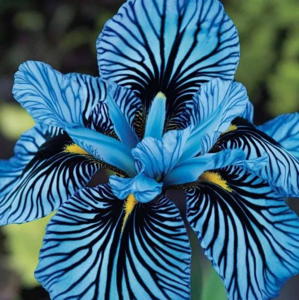 DOWNYPAWS - Graines de fleurs orchidée à rayures bleu 100 grains * 5 sachets