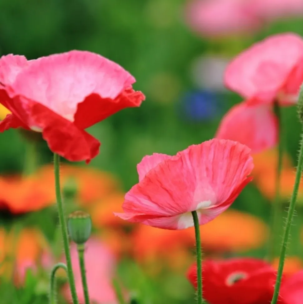 DOWNYPAWS - Graines de fleurs papaver rhoeas couleurs mélangées environ 5000 grains * 5 sachets