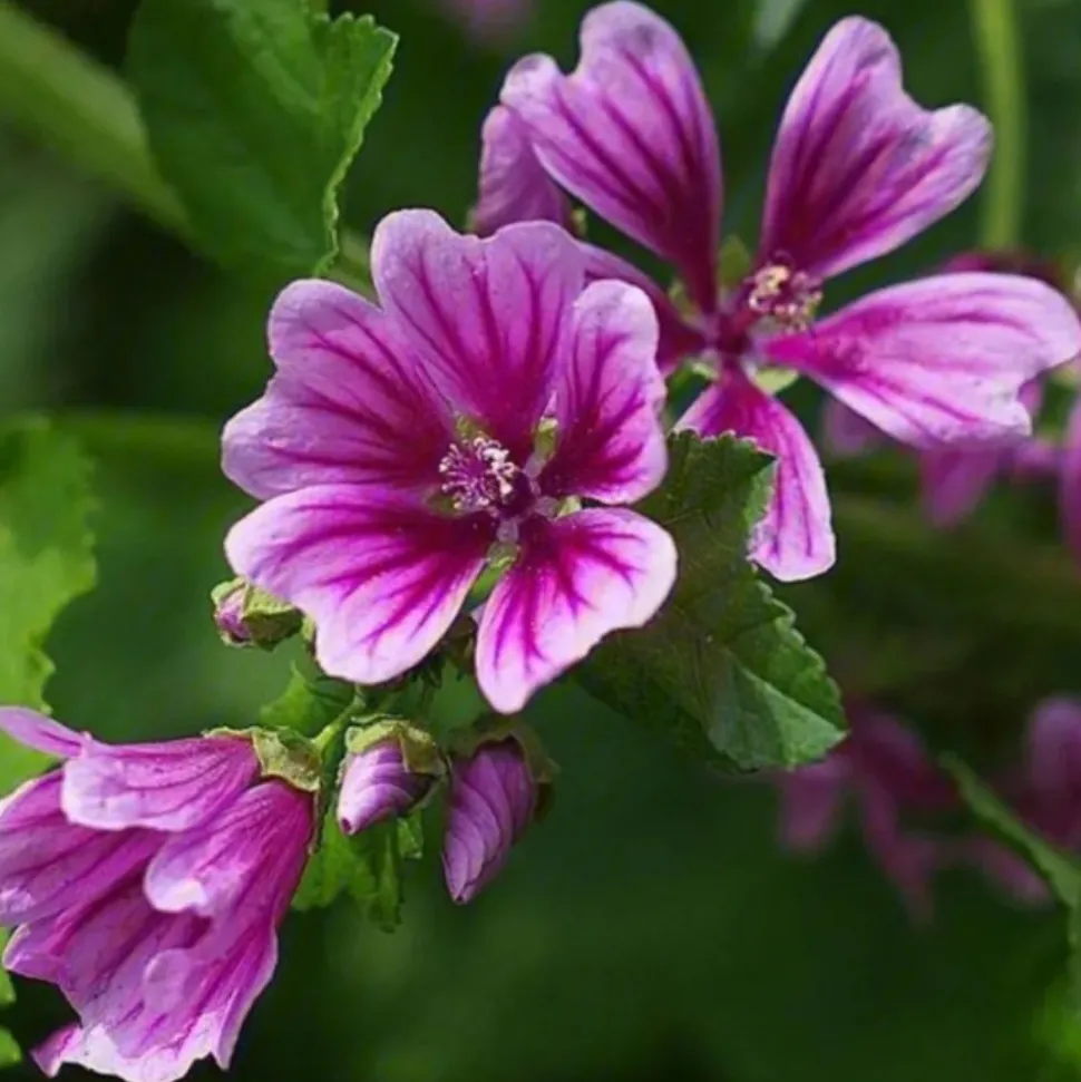 DOWNYPAWS - Graines de fleurs, graines de mauve pourpre, environ 220 graines par paquet, 5 paquets