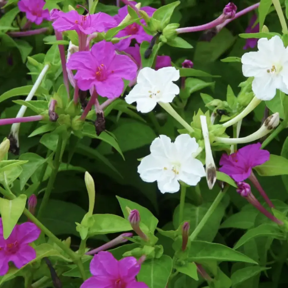 DOWNYPAWS - Graines de fleurs mirabilis jalapa couleurs mélangées environ 10 grains * 5 sachets