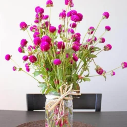 DOWNYPAWS - Graines de fleurs gomphrena globosa couleurs mélangées environ 200 grains * 5 sachets