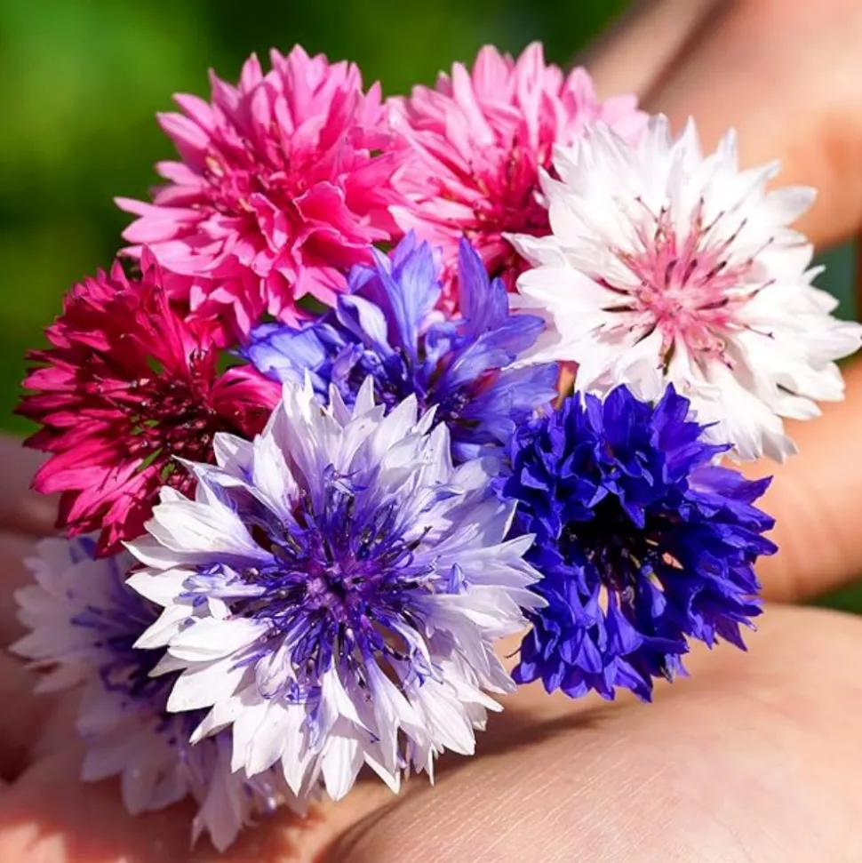 DOWNYPAWS - Graines de fleurs, graines de centaurea cyanus mélangées, environ 180 graines par paquet, 5 paquets