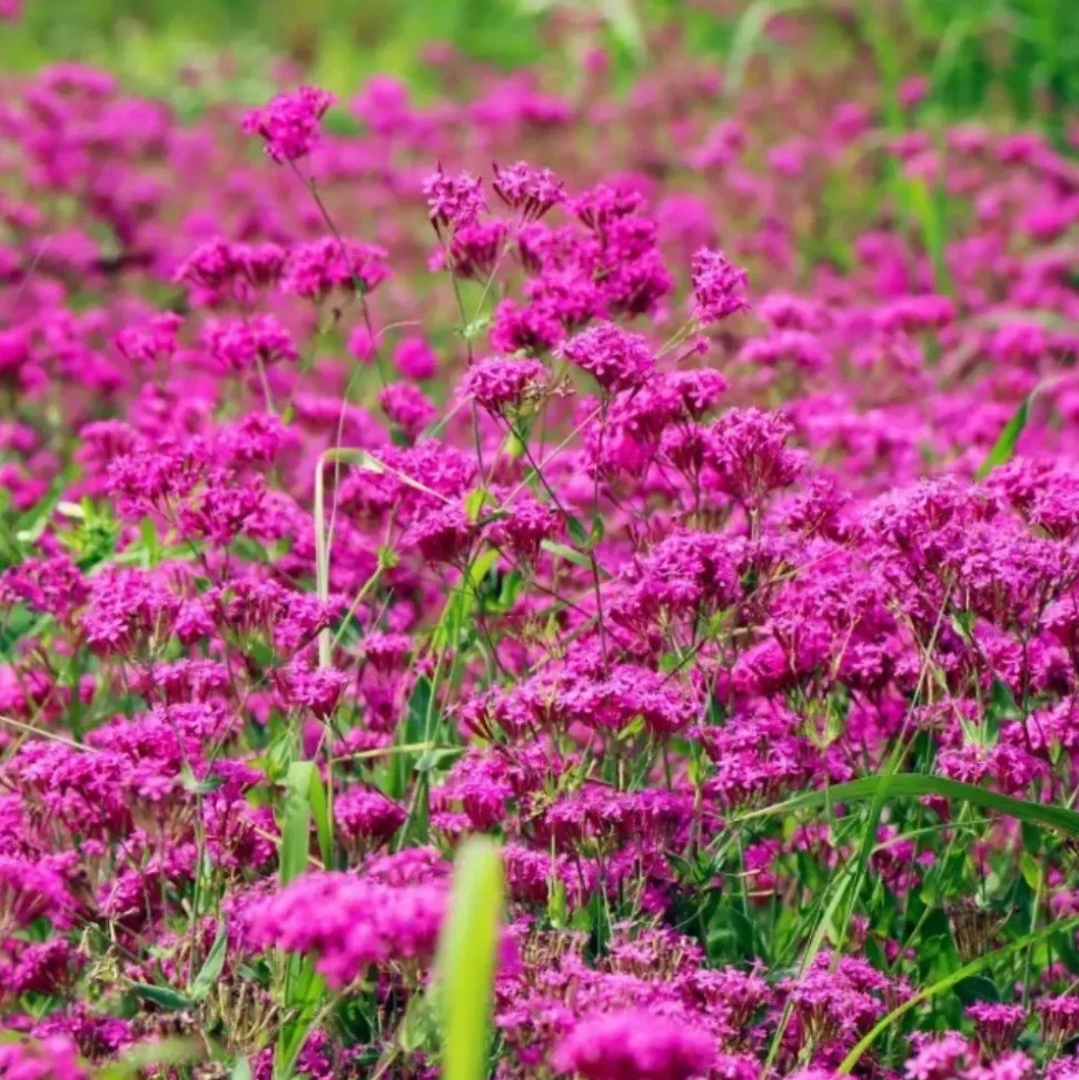 DOWNYPAWS - Graines de fleurs, graines de silène armeria violettes, environ 2000 graines par paquet, 5 paquets