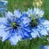 DOWNYPAWS - Graines de fleurs, graines de nigelle, environ 400 graines par paquet, 5 paquets