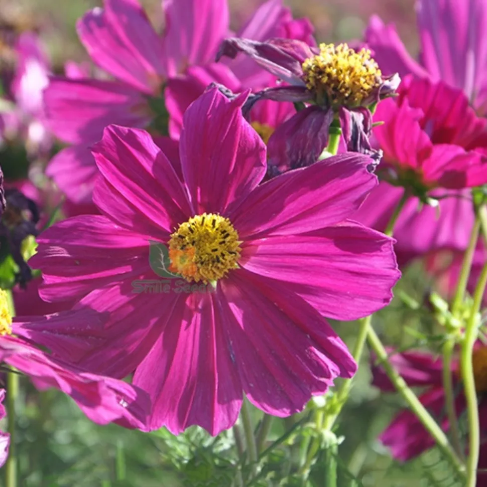 DOWNYPAWS - Graines de fleurs cosmos bipinnatus 100 grains * 5 sachets