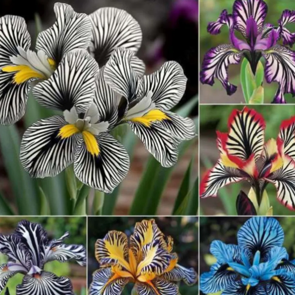 DOWNYPAWS - Graines de fleurs orchidée à rayures couleurs mélangées pour potager