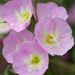 DOWNYPAWS - Graines de fleurs oenothera biennis 3500 grains * 5 sachets