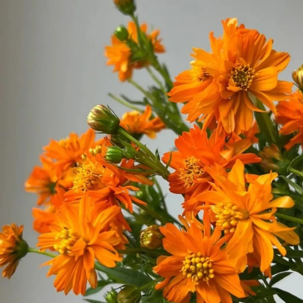 DOWNYPAWS - Graines de fleurs, graines de cosmos sulphureus mélangées de couleurs, environ 110 graines par paquet, 5 paquets