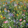 DOWNYPAWS - Graines de fleurs, combinaison de graines d'herbes fleuries, environ 1000 graines par paquet, 5 paquets