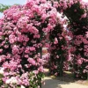 DOWNYPAWS - Graines de rosier grimpant angela (100 comprimés)
