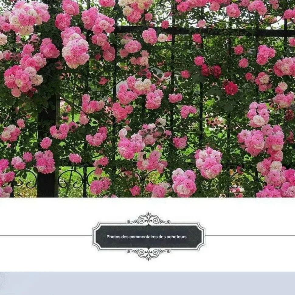 DOWNYPAWS - Graines de rosier grimpant angela (100 comprimés)