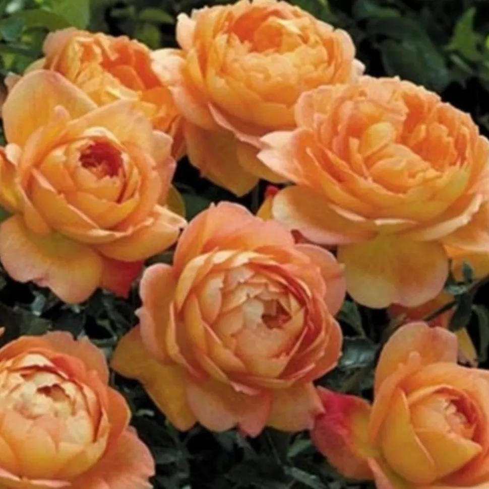 DOWNYPAWS - Graines de rosier grimpant lady of charlotte (100 comprimés)