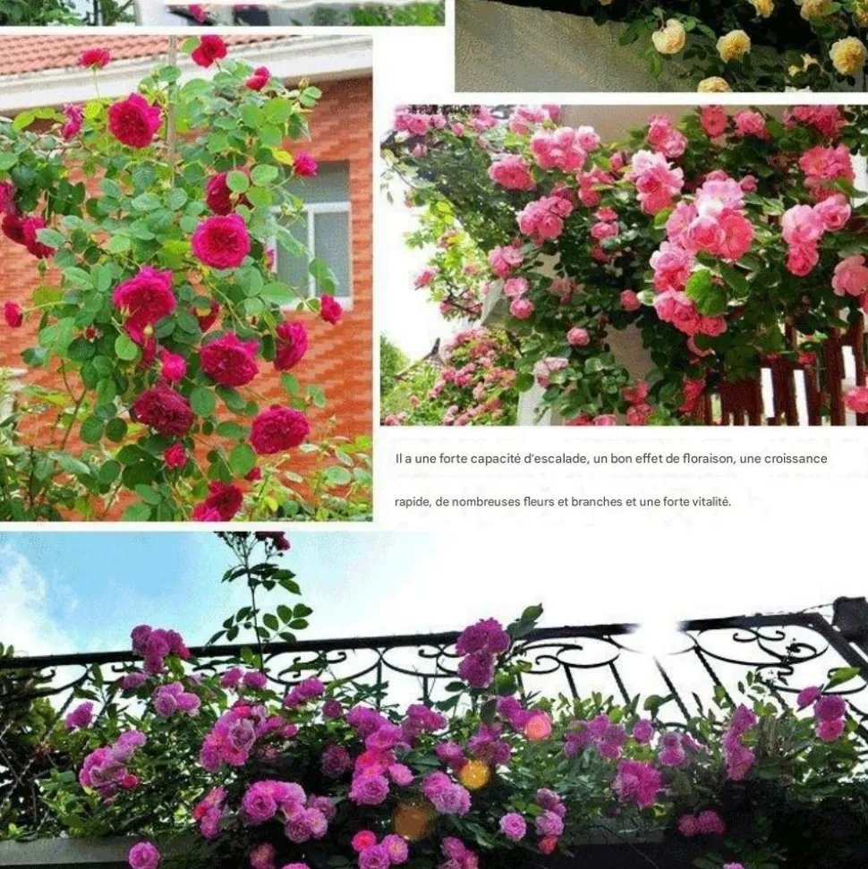 DOWNYPAWS - Graines de rosier grimpant rose (100 comprimés)