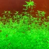 DOWNYPAWS - Graines d'herbe aquatique hemianthus micranthemoides
