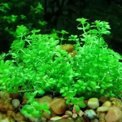DOWNYPAWS - Graines d'herbe aquatique hemianthus micranthemoides