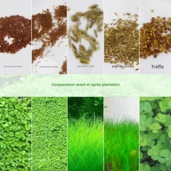 DOWNYPAWS - Graines d'herbe aquatique hemianthus micranthemoides
