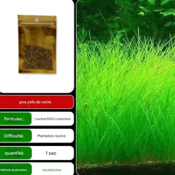 DOWNYPAWS - Graines d'herbe aquatique eleocharis parvula