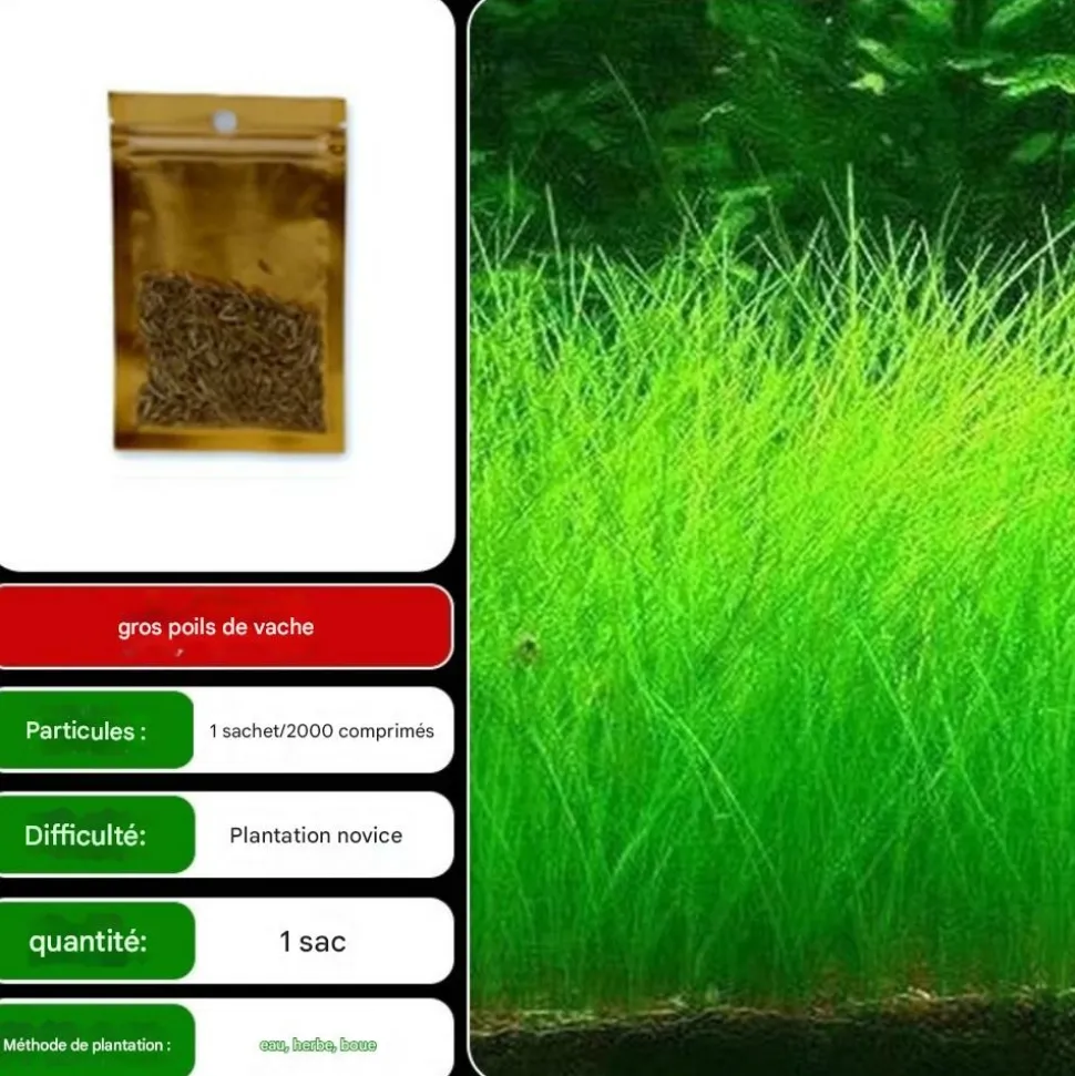 DOWNYPAWS - Graines d'herbe aquatique eleocharis parvula