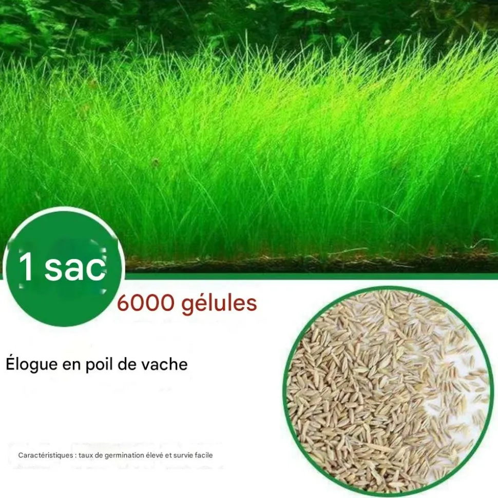 DOWNYPAWS - Graines d'herbe aquatique eleocharis parvula